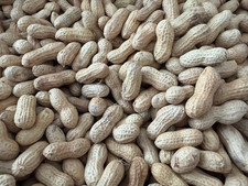 Raw In-Shell Peanuts for birds and critters