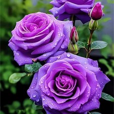 20pcs Rare Purple Rose Seeds - Ideal for Home Gardens, Easy Germination and Grow