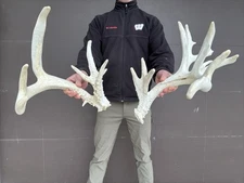 190" Giant Whitetail Deer Shed Antlers Sheds Horns Rustic Decor  taxidermy