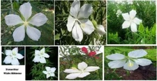 Pure White Texas Star Shaped True Perennial Hibiscus Bush 10 SEEDS USA Seller
