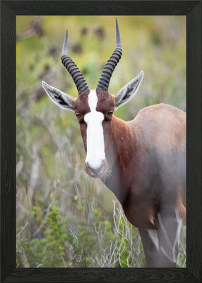 Springbockhorn gerahmtes Wandbild Poster Leinwanddruck Bild