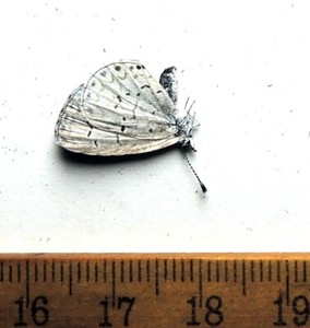 Celastrina ladon , male, Maryland; Lycaenidae
