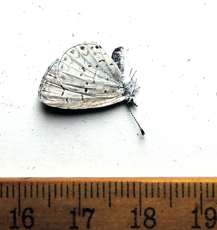 Celastrina ladon , male, Maryland; Lycaenidae