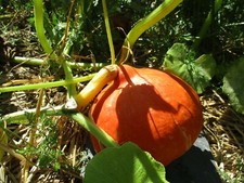 Semences courge Potimarron BIO