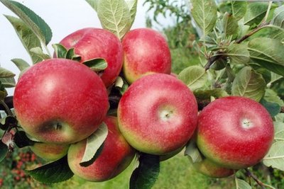 #ad #ad 10 PACK Apple cuttings scion wood for grafting: Honeycrisp Golden Delicious MORE $35.00
