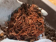 🐛Compost Worm Blend / FREE Shipping🐛