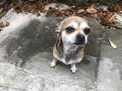 gumtree chihuahua dogs for sale