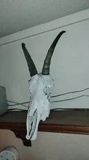 Mountain Goat Skull with Horns Taxidermy