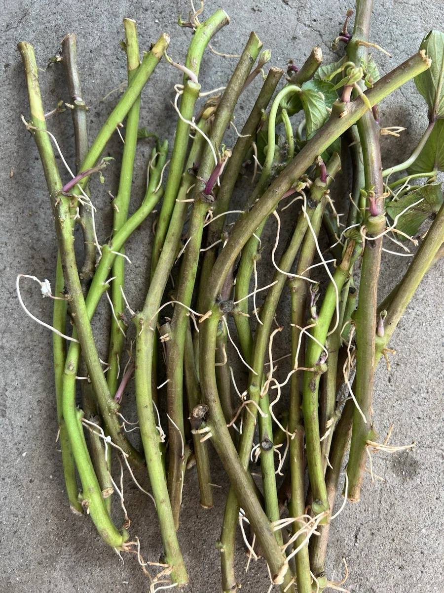 Potato Vegetables for sale | eBay