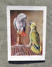 Antique 1920s Pet Parrot And macaw Bird Cage Book Print Picture Parrots Macaws 