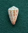 Schöne Conus Bairstowi (Bairstow's Cone) Muschel - 34 mm S Afrika