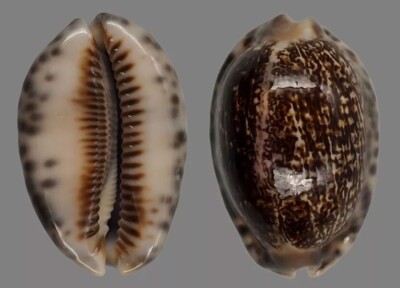 Sammlerschale: Cypraea arabica Nigerisante (44 mm - Gem)