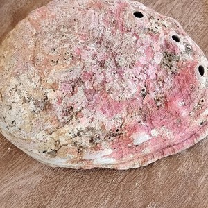 Red Abalone Shell 8 x 7 vintage
