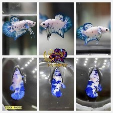 1 Pair - HMPK Marble Dot - LIVE BETTA FISH - HIGH QUALITY - USA SELLER