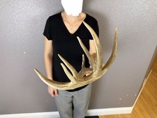 Whitetail Deer Antler Shed Wild IDAHO Horns  Wedding  Decor 7pt Freak FUNKY