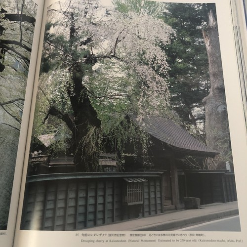 Vintage Book Reference Japan Cherry Blossoms Sakura Tree Flower Photo 4lb 日本 桜 本 - Picture 7 of 12
