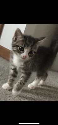 gumtree kittens free to good home