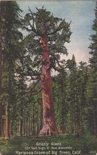 Yosemite National Park CALIFORNIA - Mariposa Grove - "Grizzly Giant"