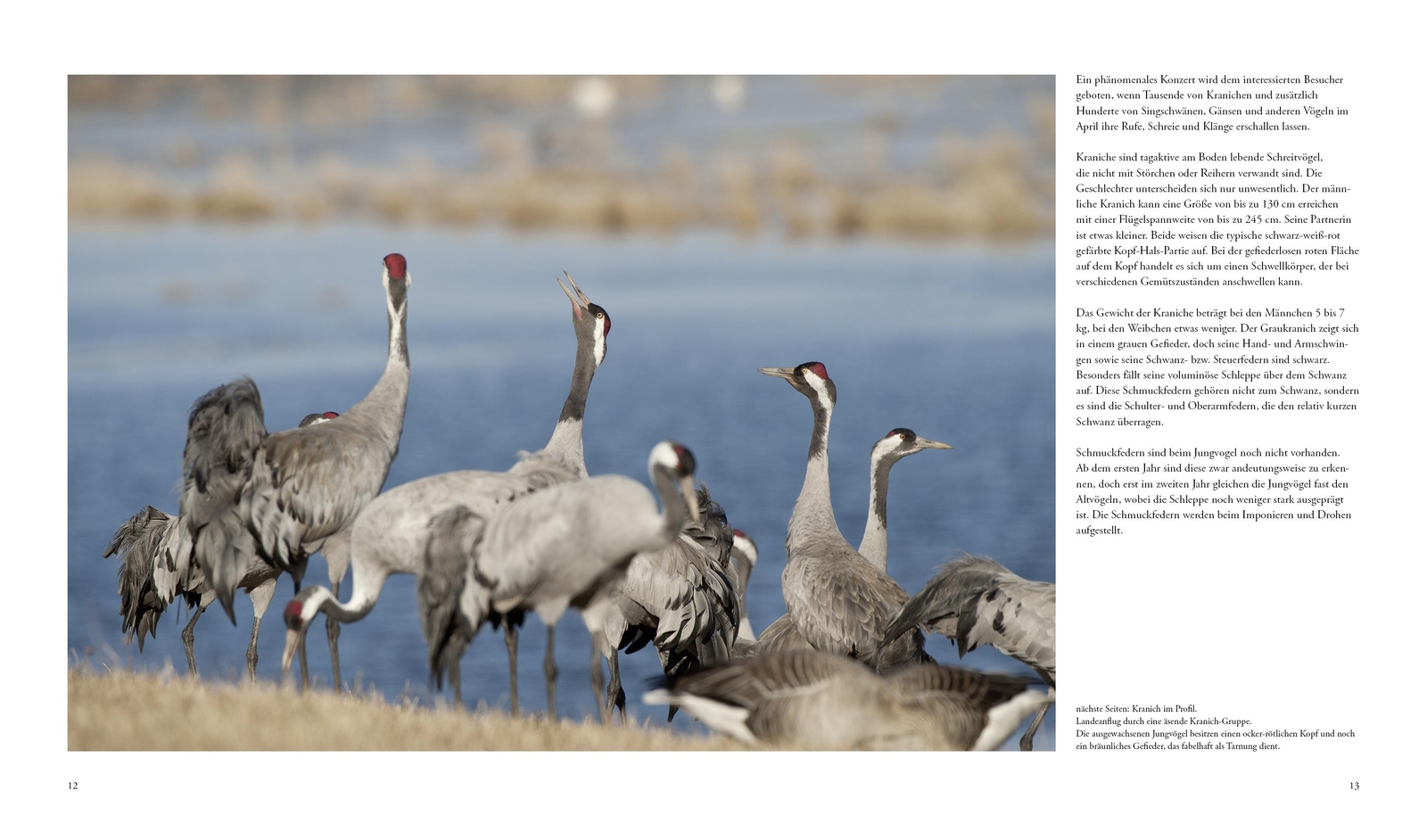 Thumbnail - Naturerlebnis Kranichzug - Norbert Daubner - 9783981088298