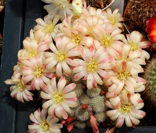 Rebutia (Aylostera) Hybride 'Sunrise' (3) - blühfähig !!!
