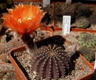 Lobivia napina, seeds 10 pcs