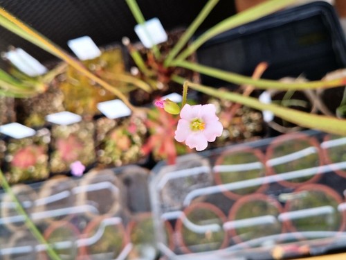 DROSERA LATIFOLIA - 10 semillas de planta carnívora - Imagen 2 de 2