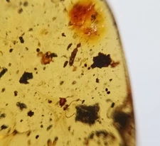 100 MILL. YEARS OLD BURMITE AMBER WITH BEETLE & OTHER INSECT (ABR15/39)