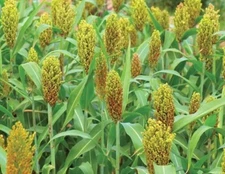 Wild Game Sorghum Seeds for Planting Premium Food Plot Milo Seeds