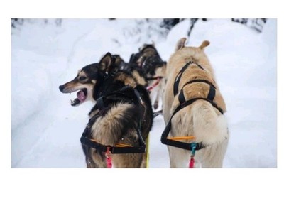 Non Stop Dog Sledding Mushing Ski Jouring Nome Stick Harness Size 6 Norway Nwt