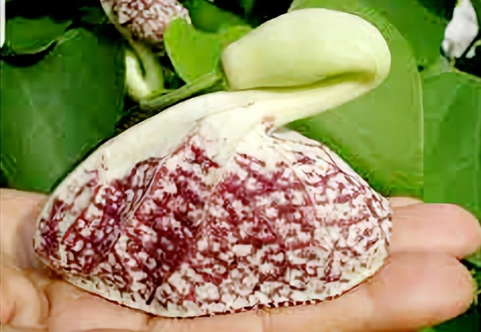 Duck flower/ aristolochia reticulata plant care 