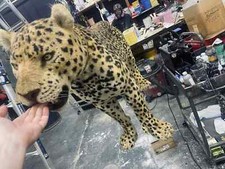 Life Size Faux Fur Fake Synthetic Realistic Leopard Film Animal Prop