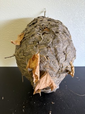 Gorgeous Bald Faced Hornets Nest LARGE made In Upstate New York #16
