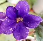 African Violet * Cajun's insanity