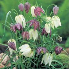 T&M Fritillaria meleagris Mixed Garden Border Plants Hardy Bulb Flowering