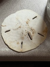 sand dollar sea shell