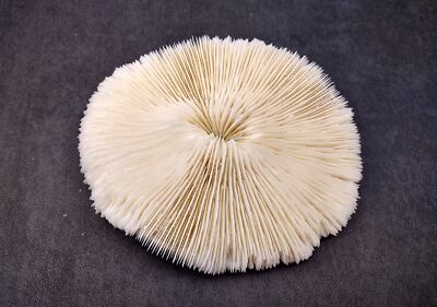 Mushroom Coral White Fungia Repanda (1 coral approx. 4.75+ inches)