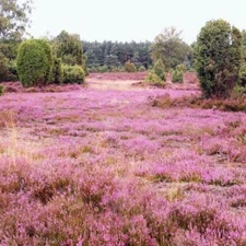 COUNTRY HEATHER Fragrance Oil to craft Candles Soaps Lotions Bath products