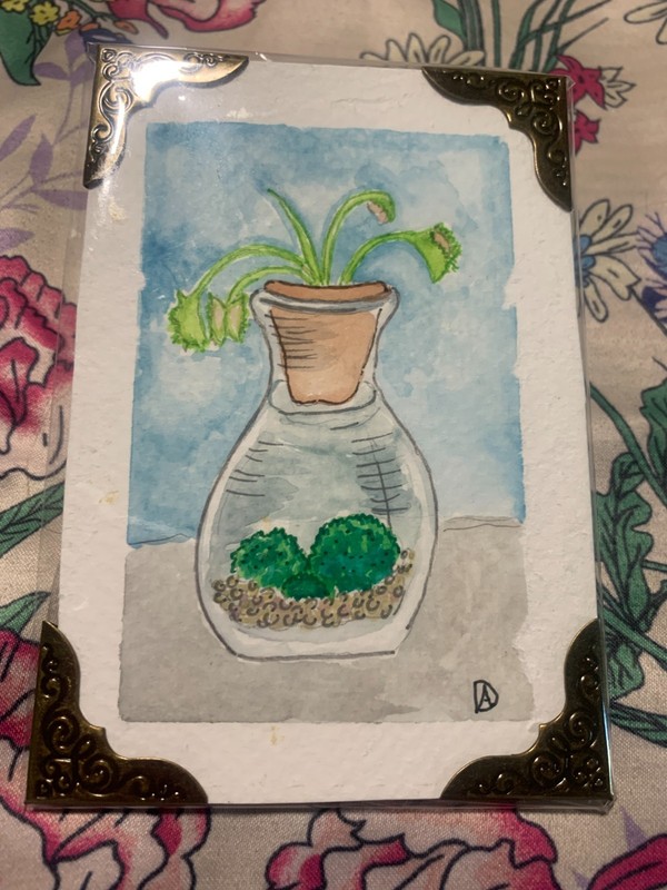 original aceos watercolor painting venus fly trap and marimo moss, 4 X 2.5 in