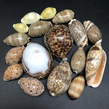 17PC Assorted Polished Tiger Cowrie Sea Shells, 1 Inch ~ 2 Inch