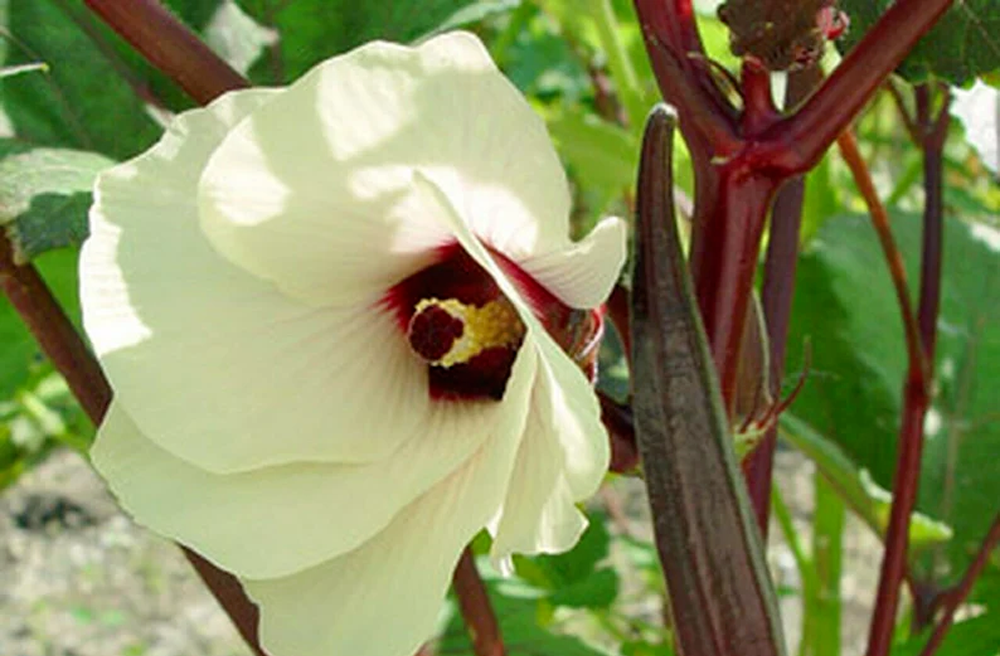 100 Red Burgundy Okra Seeds eBay