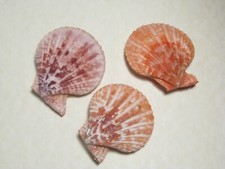 NATURAL COLORED SCALLOP SHELLS SET 1 3 PAIRS / 2 1/2 3 INCHES EACH