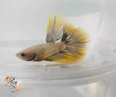 Fighter Fish Google Search Betta Fish Fish Siamese Fighting Fish