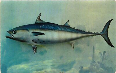 Vintage Postcard- Bonito fish, FL