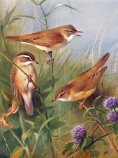 SEDGE WARBLER by A. Thorburn birds Tile Mural Kitchen Backsplash Marble Ceramic