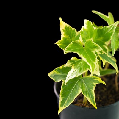 Houseplant - Golden Variegated Ivy - Hedera Helix 'Goldchild' - 1 x 13cm  Pot | eBay
