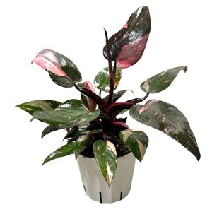 Philodendron Black Cherry Pink Princess | eBay