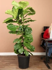fiddle leaf fig tree live 4 Feet To 6 Feet