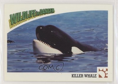 1992 Panini Wildlife in Danger Killer Whale #40 3c7