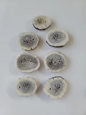 ELK ANTLER BUTTONS YOU GET 7