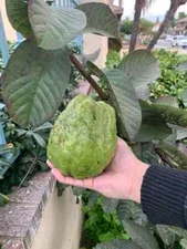 50+ Giant Vietnamese (Bankok) Guava Seeds for Planting - USA - FREE SHIPPING!